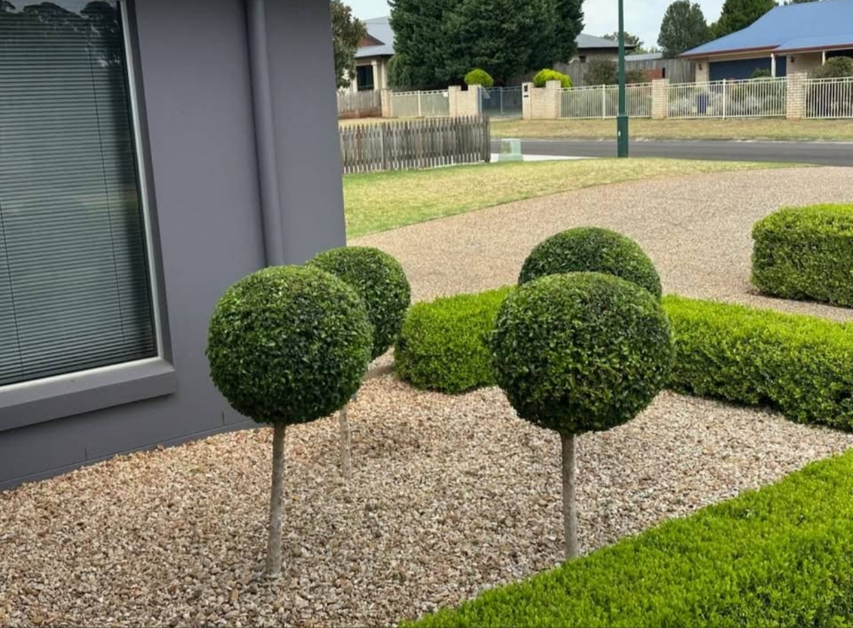 Neat hedge trimming result